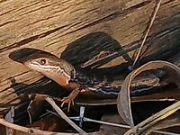 Delicate skink