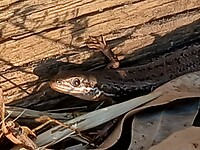 Delicate skink