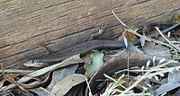 Delicate skink