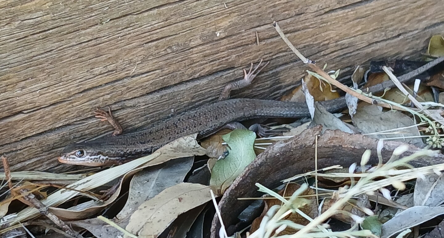 Delicate skink