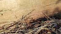 Delicate skink in hun tuin