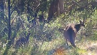 Geen koala's, maar wel kangoeroes