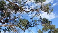 Flying Yellow-Crested Cockatoo