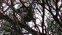 Koala's in zijn eucalyptusbomen op zijn oprit