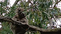 Koala gespot op de kamping