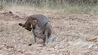 Kangoeroe op de kamping