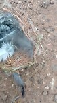 Een nestje van een papagaai of lorikeet, midden op de weg