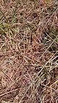 Bull Ant