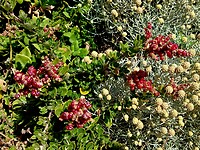 Seaberry Saltbush