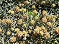 Kerrieplant ~ Kussenstruik