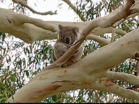Koala naast de weg