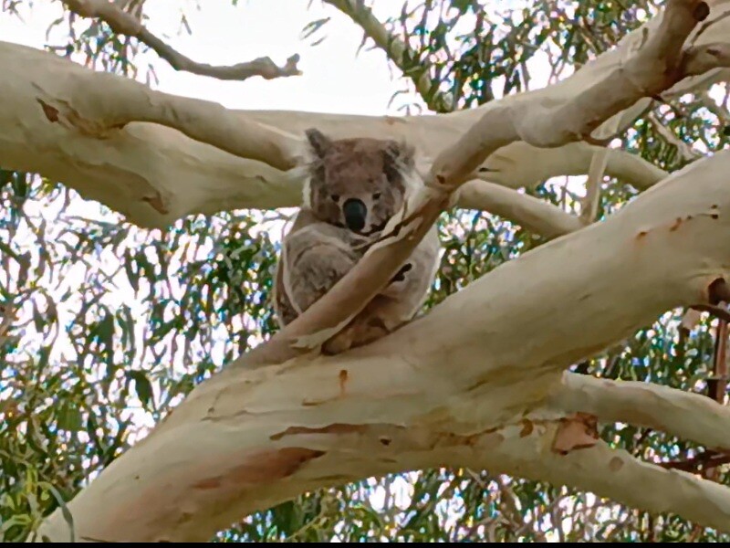 Koala naast de weg