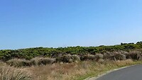 Spreeuwen