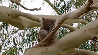 Een lief koalatje naast de B100