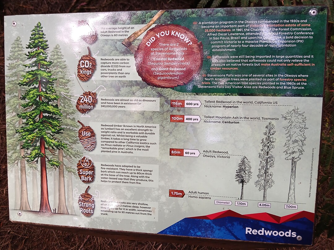 Info over Redwood