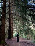 Wandeling naast de hoge rode dennen