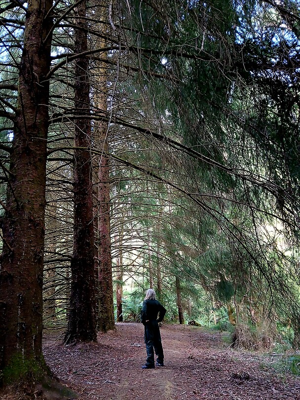 Wandeling naast de hoge rode dennen