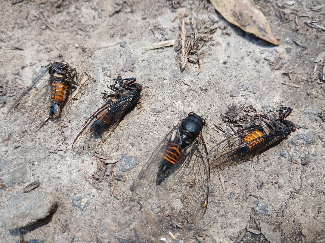 Cicaden