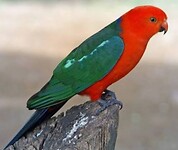 King Parrot