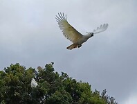 Grote Geelkuifkaketoe in vlucht