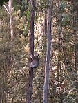 Grote koala klimt van de grond de boom in