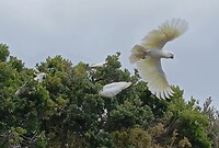 Grote Geelkuifkaketoe in vlucht