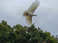 Grote Geelkuifkaketoe in vlucht