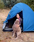 Labradoodle of Lagotto Romagnolo