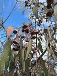 Eucalyptus Sideroxylon