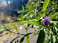 Kangoeroe-appel-plant