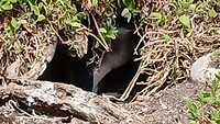 Lillico Beach waar Little Pinguins kan gespot worden
