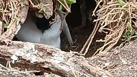 Minstens vier pinguins zien we in het nest