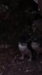 Jonge pinguins komen uit hun nest om te worden gevoederd