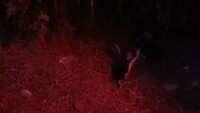 Middenste van de drie is de jongste Little Penguin