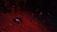 Deze jonge Little Penguin kan al bijna mee met ouders, de zee in