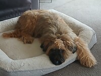 Harry, de 10-jarige Briard van Caroline
