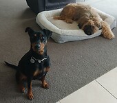 Tommy geeft met veel liefde zijn zachte mat af aan senior Harry