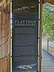 Info Platypus, te zien in the Blue Lake