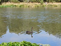 Zwarte zwaan in the Blue Lake