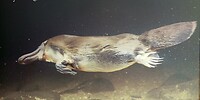 Platypus onder water