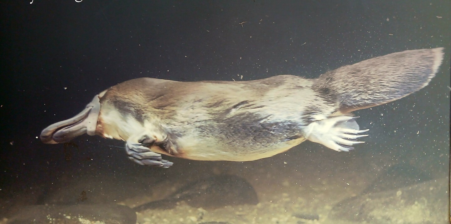 Platypus onder water