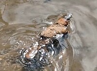 Mijn eerste platypus-ervaring