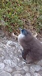 Jonge pinguin net uit zijn nest en wacht op een ouder