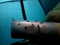 Kleine mini vliegjes die op een of andere manier binnen de tent komen