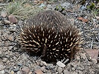 Echidna schrik