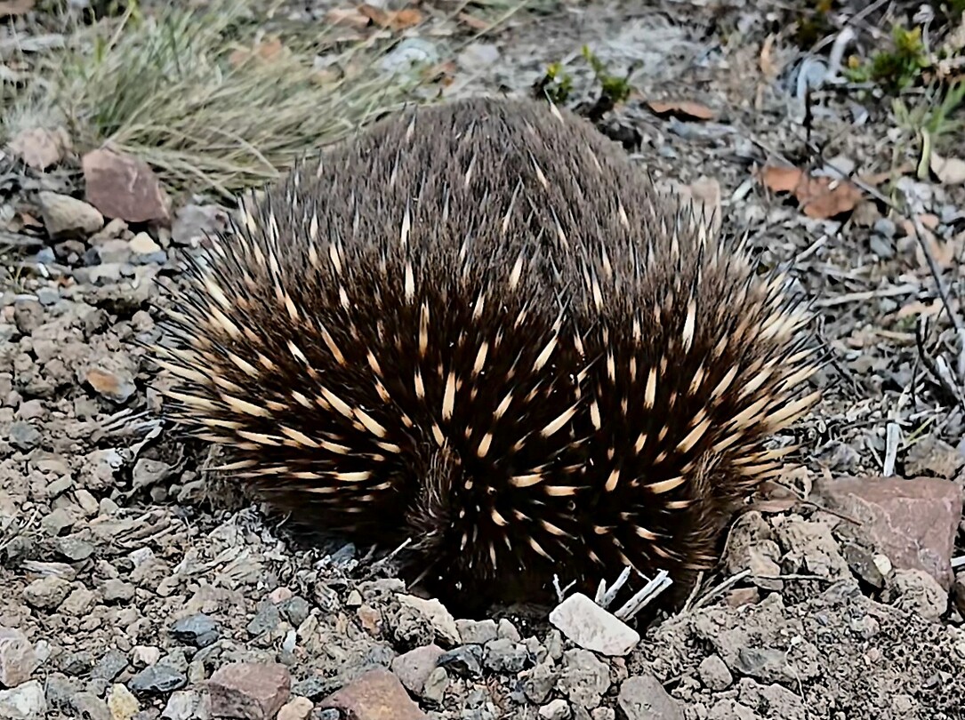 Echidna schrik