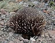 Echidna weer schrik