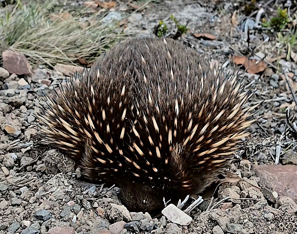 Echidna weer schrik