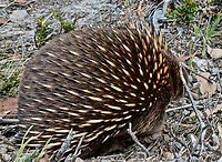 Echidna toch nog verlegen en draait rug naar mij