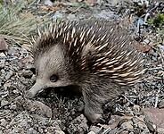 Echidna piept weer omhoog